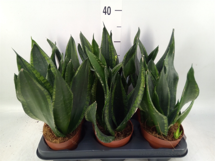 <h4>Sansevieria trifa.   ...</h4>