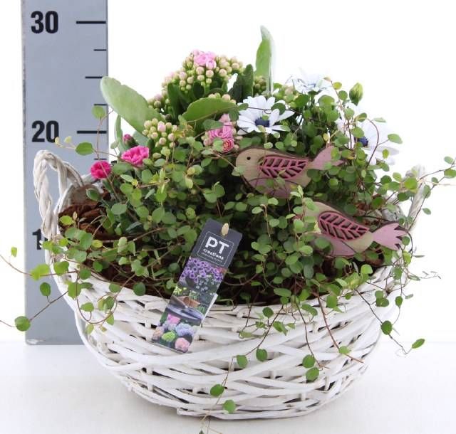 <h4>ARR TUINPLANTEN</h4>