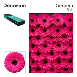 Gerbera Rich Doos