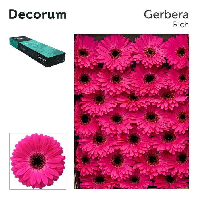 <h4>Gerbera Rich Doos</h4>