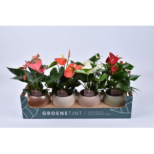 Anthurium 9 cm in diverse kleuren bolpot