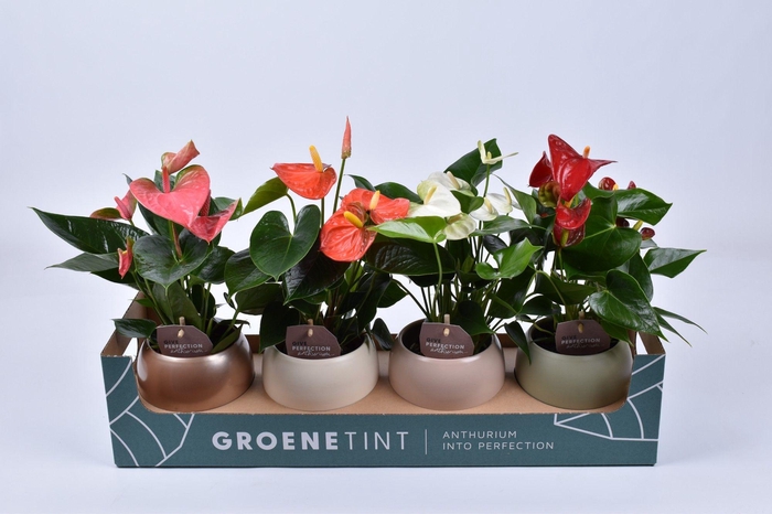 <h4>Anthurium 9 cm in diverse kleuren bolpot</h4>