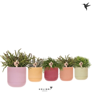 Kolibri Greens Rhipsalis mix in Flare pot mix