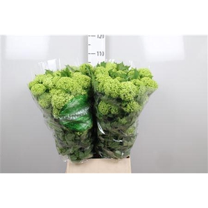 Viburnum Roseum St 4+