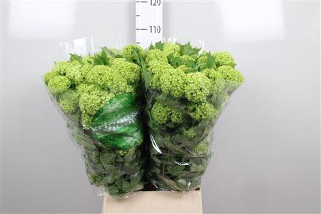 <h4>Viburnum Roseum St 4+</h4>
