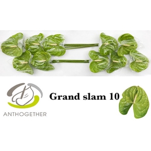 ANTH A GRAND SLAM 10