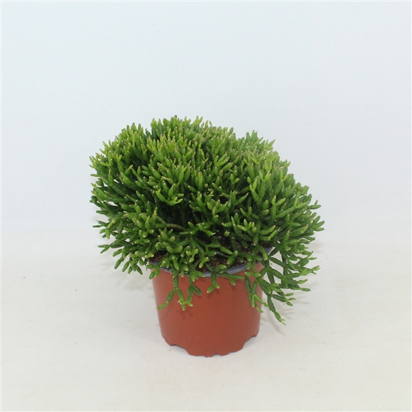 <h4>Rhipsalis hatiora zonder kwekersetiket</h4>