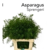 ASP DENS SPRENGERI