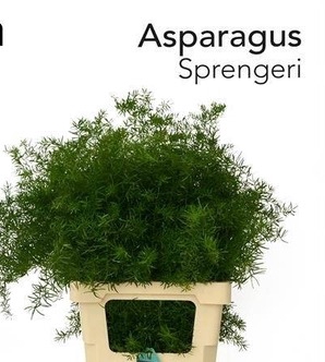 ASP DENS SPRENGERI