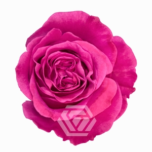 R GR QUEEN´S CROWN Tessa