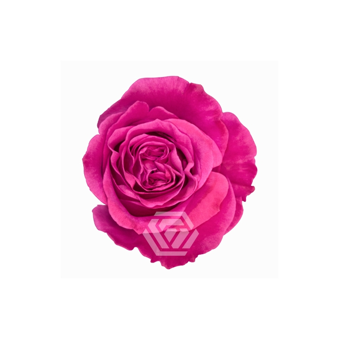 <h4>R GR QUEEN´S CROWN</h4>