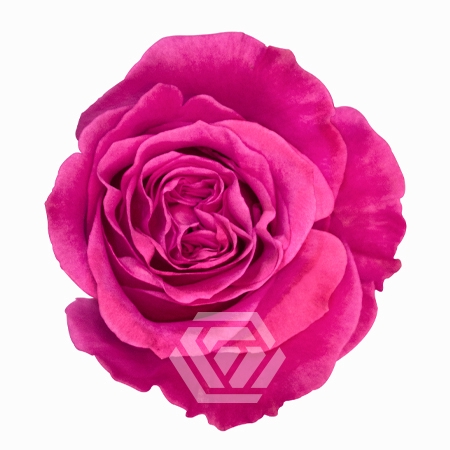 <h4>R GR QUEEN´S CROWN Tessa</h4>