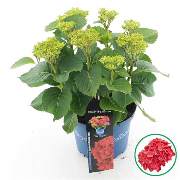 <h4>Hydrangea macr. Royalty® 'Fire Wings'® C5 (23cm.) Kn.</h4>