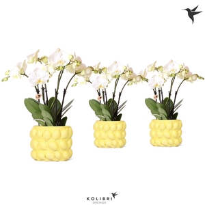 Kolibri Orchids Phalaenopsis ghent 4spike in citrus yellow pot