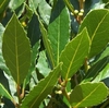 Laurus nobilis