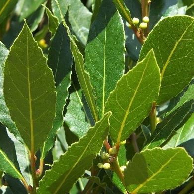 Laurus nobilis