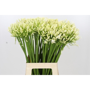 Agapanthus Gletsjer