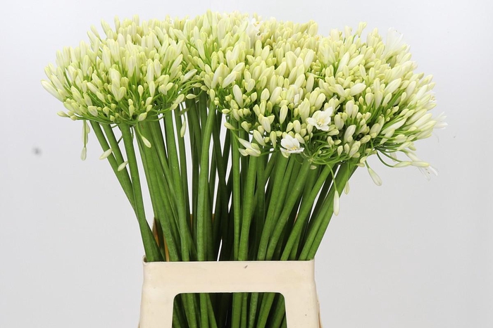 <h4>Agapanthus Gletsjer</h4>