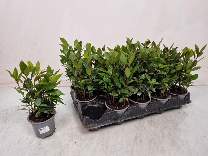 <h4>LAU NOBILIS</h4>