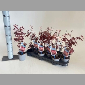 ACER PA ATROPURPUREU