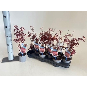ACER PA ATROPURPUREU