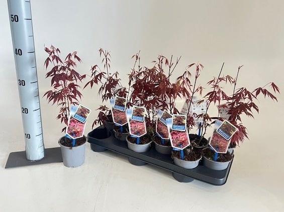 <h4>ACER PA ATROPURPUREU</h4>