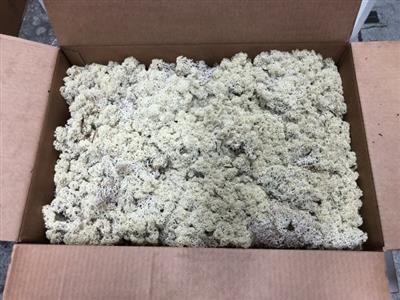 <h4>IJSLANDSMOS GEPREP. P.DS BULK</h4>