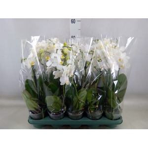 Phalaenopsis multi.   ...white