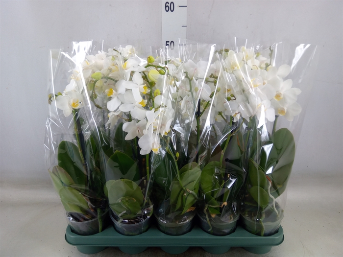 <h4>Phalaenopsis multi.   ...white</h4>