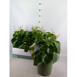 Peperomia polybotrya 'Raindrop'
