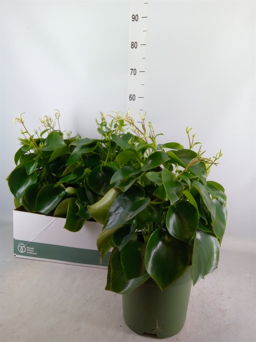 <h4>Peperomia polybotrya 'Raindrop'</h4>