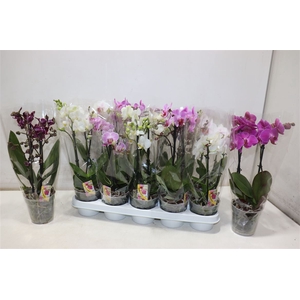 Phal Gem