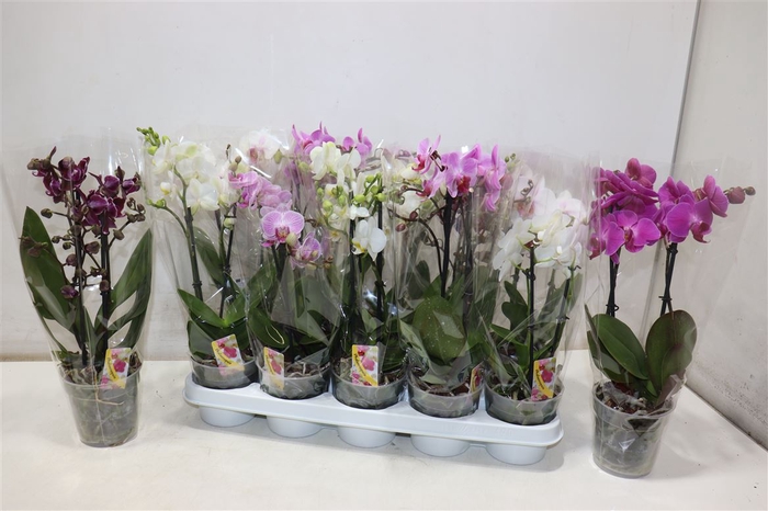 <h4>Phal Gem</h4>