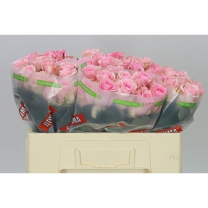 Rosa Gr Jessika