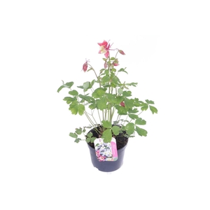 Aquilegia caer.Spring Magic Rose-Wh