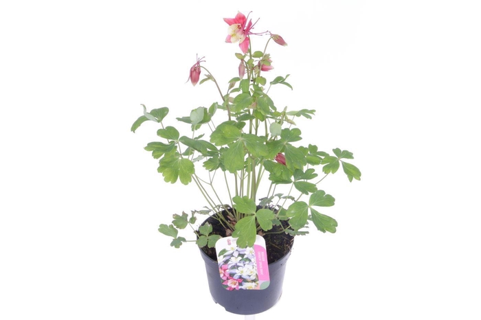 <h4>Aquilegia caer.Spring Magic Rose-Wh</h4>