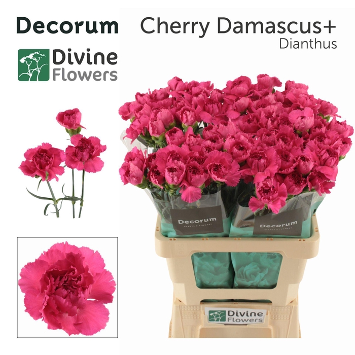 <h4>Dianthus ST 'Cherry Damascus'</h4>