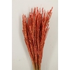 Dried Rice Oryza Red Bunch