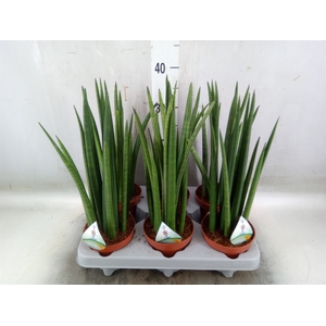 Sansevieria cyl.  ...