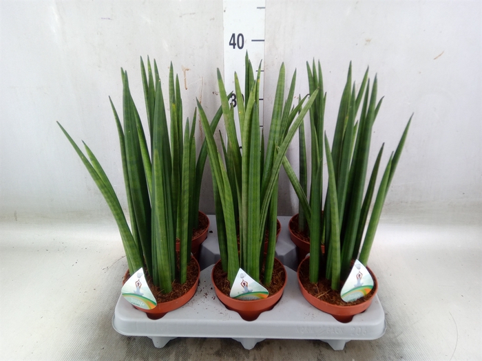 <h4>Sansevieria cyl.  ...</h4>