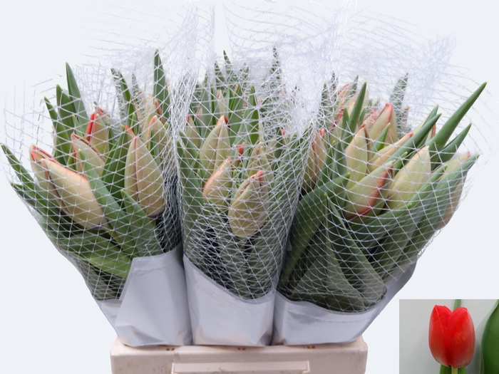 <h4>TU EN RED PRIDE</h4>