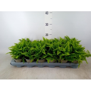 Nephrolepis exal.   ...