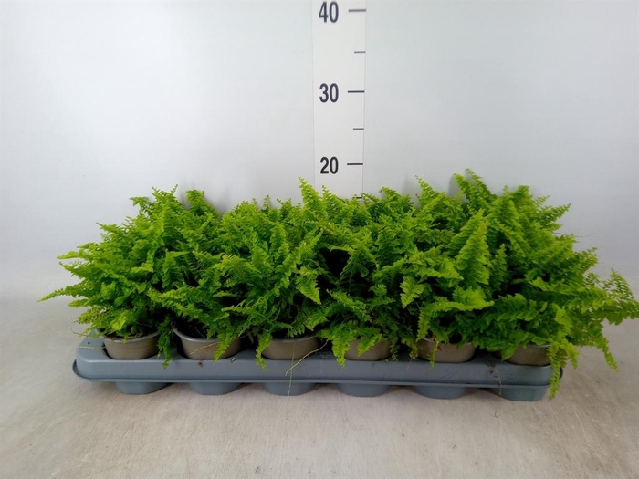 <h4>Nephrolepis exal.   ...</h4>