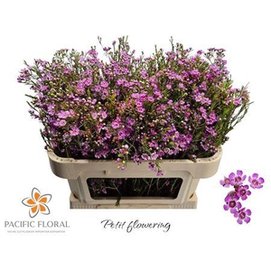 Chamelaucium Eden Fuchsia 70cm