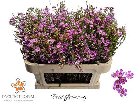 <h4>Chamelaucium Eden Fuchsia 70cm</h4>