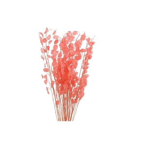 Dried Lunaria Salmon 90cm P Bunch