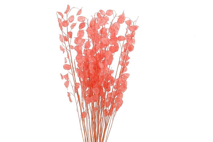 <h4>Dried Lunaria Salmon 90cm P Bunch</h4>