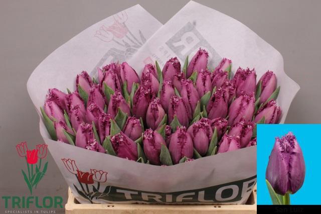 <h4>TU FR SAN LUIZ</h4>