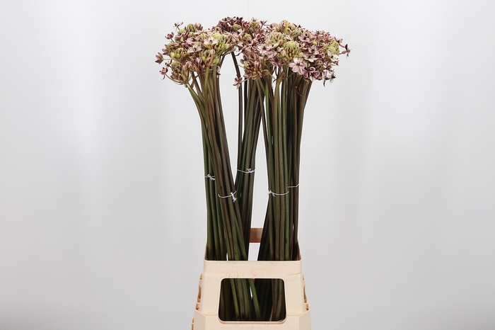 <h4>Ornit Saun Kl Bh Bruin</h4>