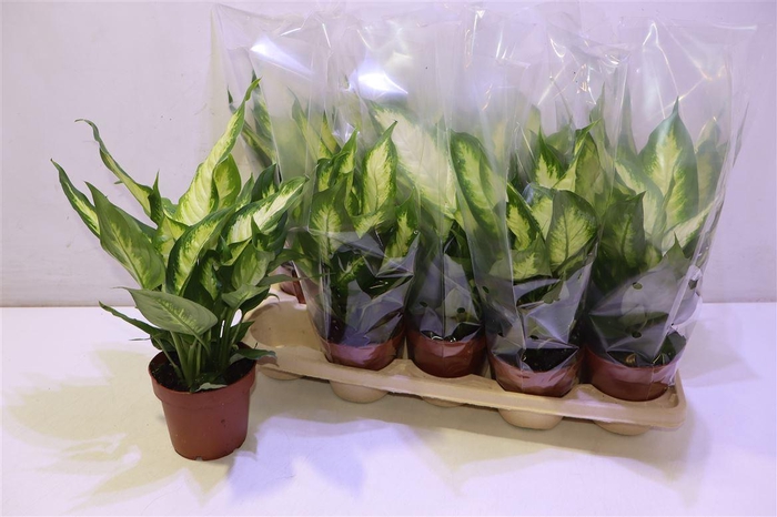 <h4>Dieff Camilla</h4>